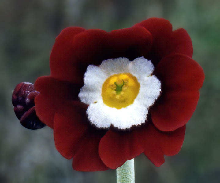 Primula x pubescens hybrids () photo